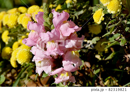 三鷹中原に咲くピンクのキンギョソウの花 三鷹中原に咲くピンクのキンギョソウの花 82319821
