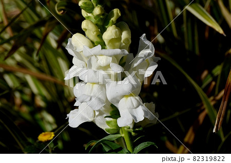 三鷹中原に咲く白いキンギョソウの花 三鷹中原に咲く白いキンギョソウの花 82319822