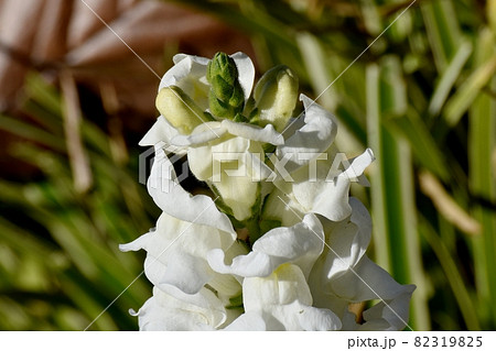 三鷹中原に咲く白いキンギョソウの花 三鷹中原に咲く白いキンギョソウの花 82319825