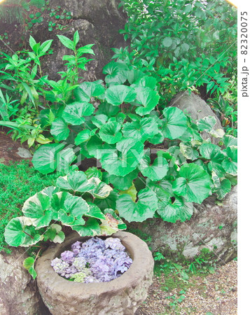 石の水鉢に紫陽花の花手水 石の水鉢に紫陽花の花手水 82320075