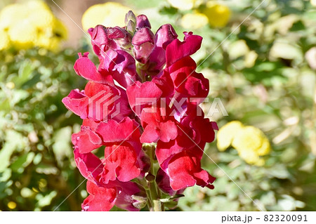 三鷹中原に咲く赤いキンギョソウの花 三鷹中原に咲く赤いキンギョソウの花 82320091