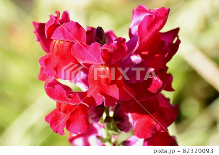 三鷹中原に咲く赤いキンギョソウの花 82320093