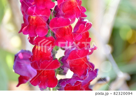 三鷹中原に咲く赤いキンギョソウの花 82320094