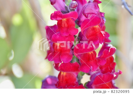 三鷹中原に咲く赤いキンギョソウの花 三鷹中原に咲く赤いキンギョソウの花 82320095