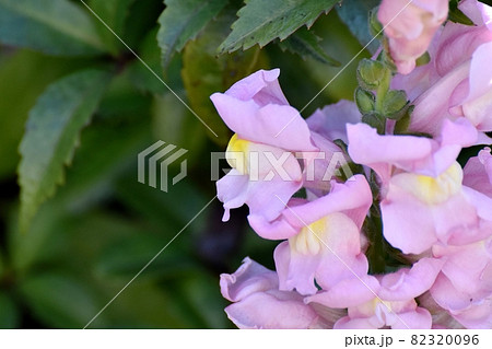 三鷹中原に咲く薄紫色のキンギョソウの花 82320096