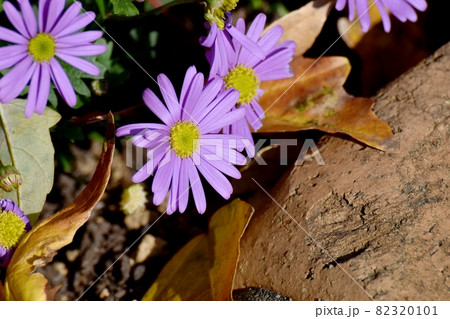 三鷹中原に咲く紫色の栄養系ブラキカム(ブラスコ)の花 三鷹中原に咲く紫色の栄養系ブラキカム(ブラスコ)の花 82320101
