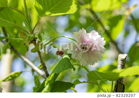満開の剣折戸菊桜 満開の剣折戸菊桜 82320207