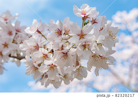 見頃を迎えた桜と青い空 82320217