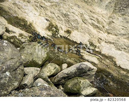 a family of yellow butterfly resting on the river bank a family of yellow butterfly resting on the river bank 82320568
