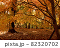 秋の武蔵丘陵森林公園・カエデ園に広がる紅葉の風景 82320702