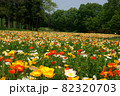 ポピ－の花に彩られた武蔵丘陵森林公園の春景色 82320703