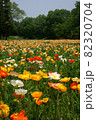 ポピ－の花に彩られた武蔵丘陵森林公園の春景色 82320704