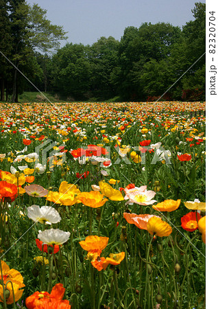 ポピ－の花に彩られた武蔵丘陵森林公園の春景色 82320704
