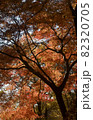 秋の武蔵丘陵森林公園・カエデ園に広がる紅葉の風景 82320705