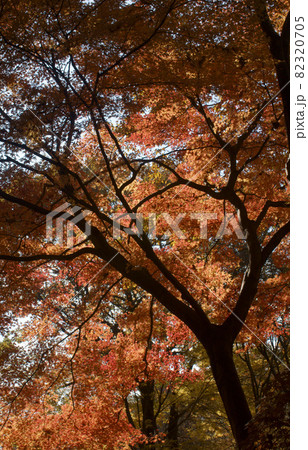 秋の武蔵丘陵森林公園・カエデ園に広がる紅葉の風景 秋の武蔵丘陵森林公園・カエデ園に広がる紅葉の風景 82320705