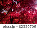 秋の武蔵丘陵森林公園・木漏れ日で真っ赤に染まったカエデ園の風景 82320706