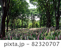 新緑の武蔵丘陵森林公園・森林の中に広がるルピナスの風景 82320707