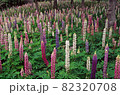 ルピナスの花に覆われた武蔵丘陵森林公園の春景色 82320708
