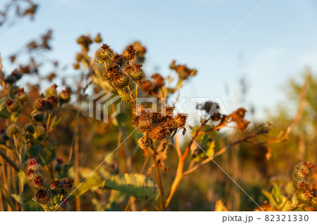 Dry Greater burdock 82321330