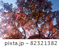 秋の上州高崎・少林山達磨寺の紅葉 82321382