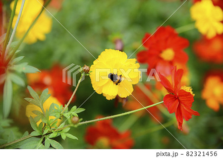 花フェスタ記念公園のコスモス 82321456
