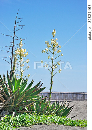 秋の白いアツバキミガヨランの花 秋の白いアツバキミガヨランの花 82321468