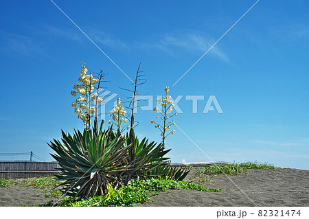 秋の白いアツバキミガヨランの花 秋の白いアツバキミガヨランの花 82321474