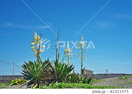 秋の白いアツバキミガヨランの花 秋の白いアツバキミガヨランの花 82321475