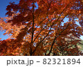 秋の上州榛名湖・湖畔に広がる紅葉の風景 82321894