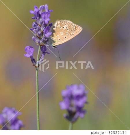 Sennitsy Latin Coenonympha - A genus of butterflies in the satyrin family on a lavender flower Sennitsy Latin Coenonympha - A genus of butterflies in the satyrin family on a lavender flower 82322154