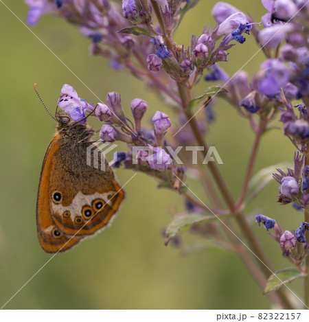 Sennitsy Latin Coenonympha - A genus of butterflies in the satyrin family on a lavender flower Sennitsy Latin Coenonympha - A genus of butterflies in the satyrin family on a lavender flower 82322157