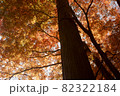 秋の奥秩父・大血川溪流観光釣場近くに広がる紅葉の風景 82322184
