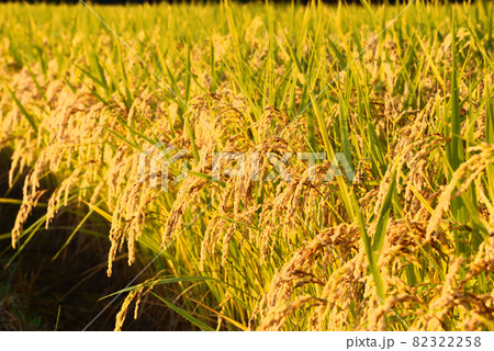 北杜市白州町、朝日に輝く黄金の稲穂 北杜市白州町、朝日に輝く黄金の稲穂 82322258