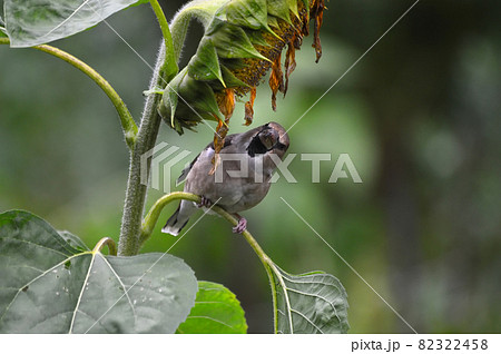 The project "From the life of wild birds." Dubonos and sunflower. Common grosbeak (lat. Coccothraustes coccothraustes) The bird flew to a man's dwelling to feed. 82322458
