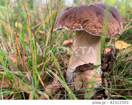 Cep, white mushroom or boletus - with brown cap one in the forest Cep, white mushroom or boletus - with brown cap one in the forest 82322503