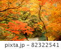 秋の奥秩父・金蔵落しから望む大血川渓谷の紅葉 82322541