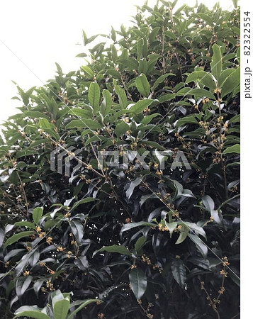 キンモクセイ　　　*・・・flagrant orange-colored olive・・・* 82322554