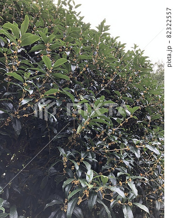 キンモクセイ　　　*・・・flagrant orange-colored olive・・・* 82322557