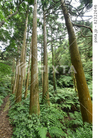山を登る途中の景色 山を登る途中の景色 82322646