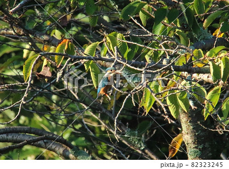 空飛ぶ宝石カワセミ 82323245