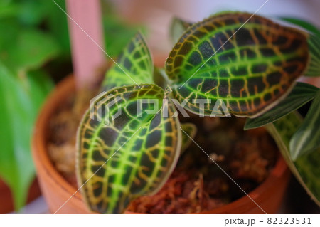 ジュエルオーキッド・マコデスサンデリアーナの横向きの写真 82323531