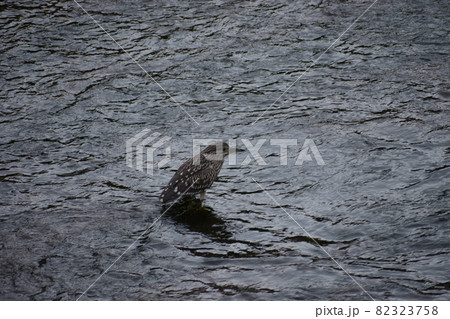 ホシゴイ・星五位 82323758