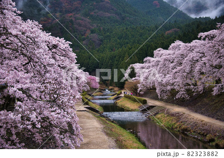 うぐい川(鮎河の千本桜)2021年春 82323882