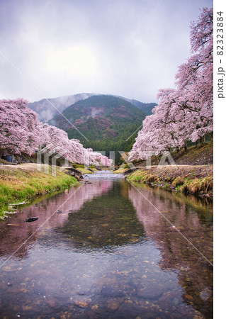 うぐい川(鮎河の千本桜)2021年春 82323884