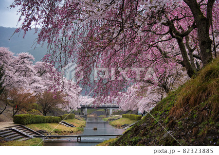 うぐい川(鮎河の千本桜)2021年春 82323885
