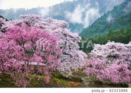 うぐい川(鮎河の千本桜)2021年春 うぐい川(鮎河の千本桜)2021年春 82323886