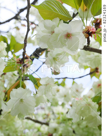 御衣黄桜  82324169