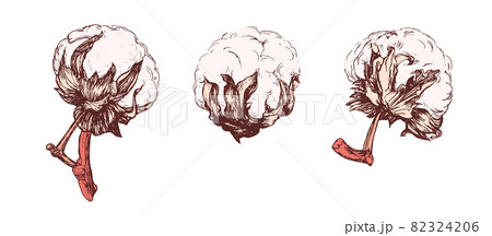 Cotton Bolls Realistic Vector. Handdrawn Botanical Set 82324206