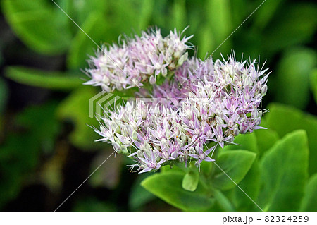 オオベンケイソウ（大弁慶草） 82324259