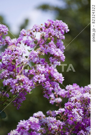 サルスベリ 百日紅 の木がピンク色の花を咲かせています の写真素材